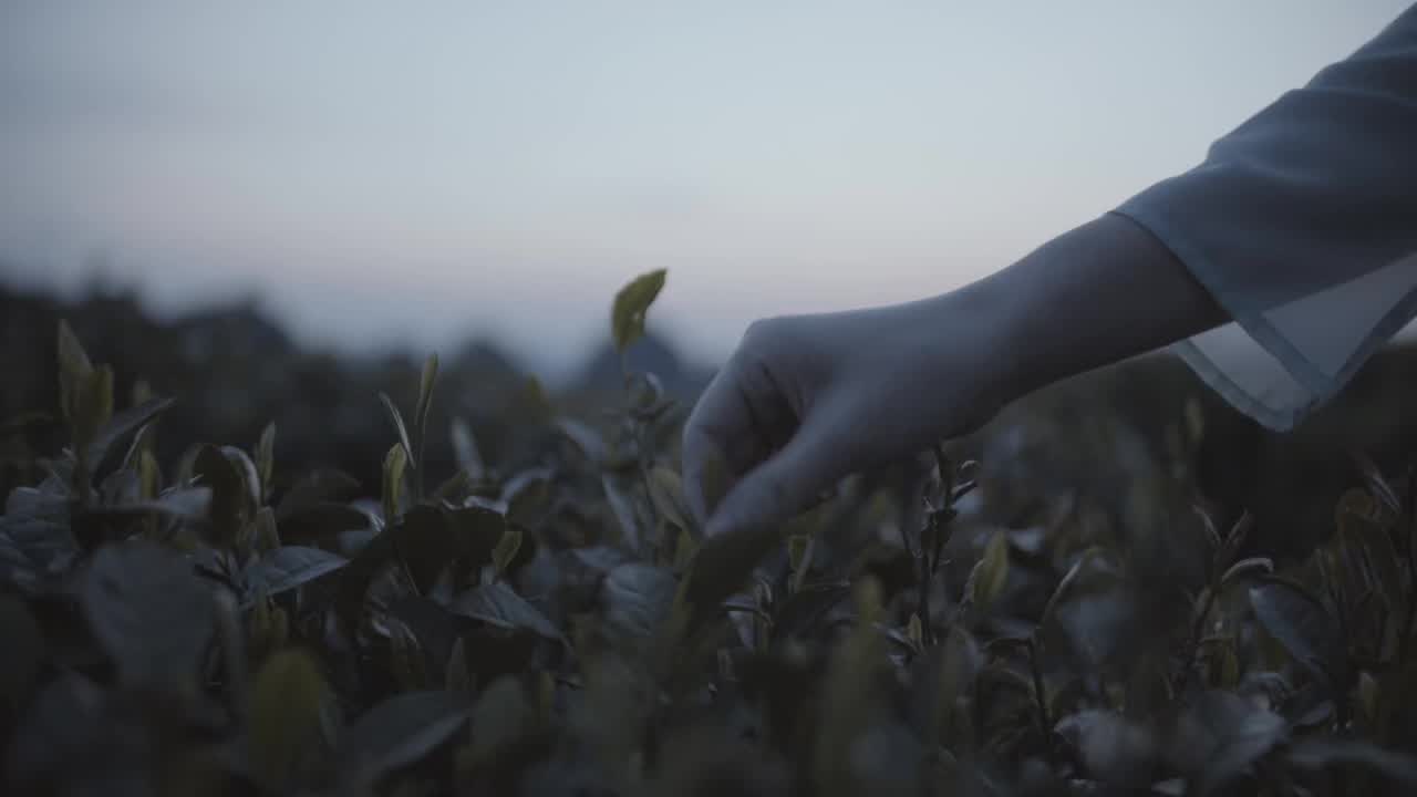 A hand picking tea leaves at dusk